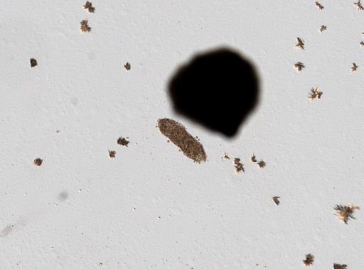 Condylostoma