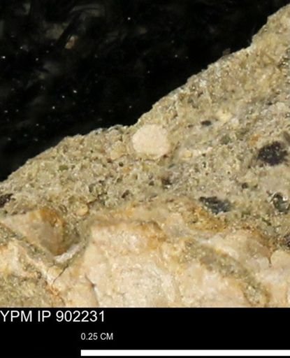 undet. Mollusca