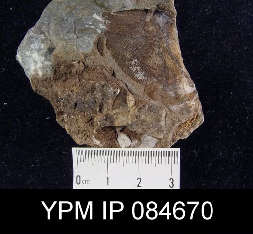 Brachyprion anticostiense?