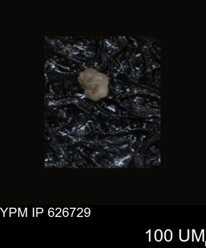 undet. Foraminiferida