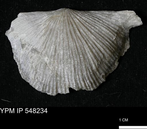 Stropheodonta sp.