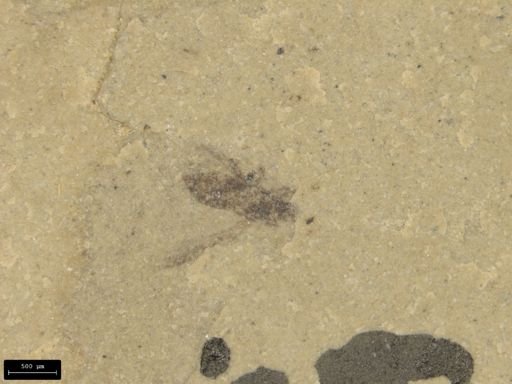 undet. Hexapoda