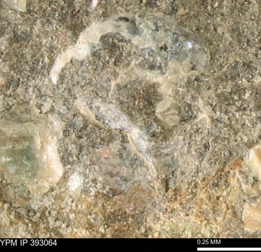 Scaphites sp.