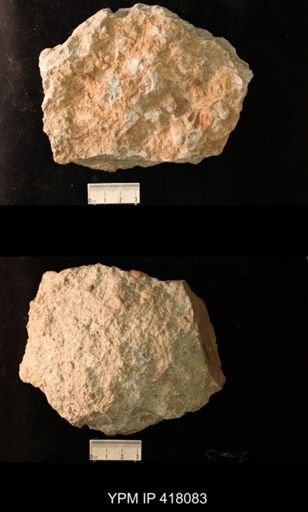 Spirifer cameratus