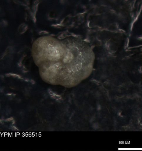 undet. Foraminiferida