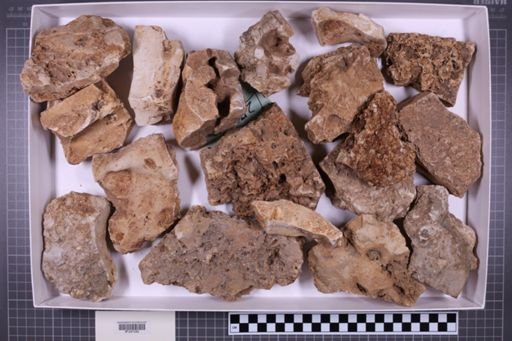 mixed taxa, stratigraphic collection