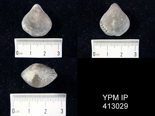 undet. Meristelloidea