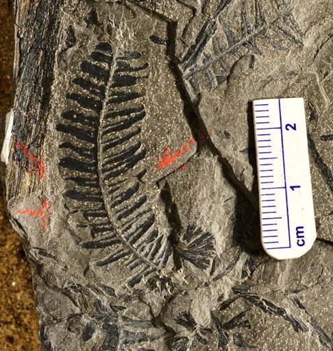 Pecopteris