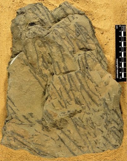 Sawdonia ornata