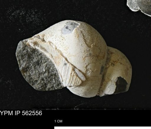 undet. Gastropoda