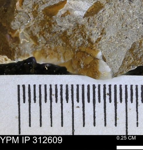 undet. Bivalvia