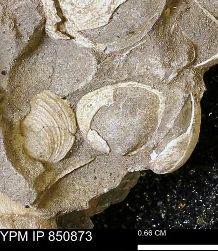Limopsis striatopunctatus