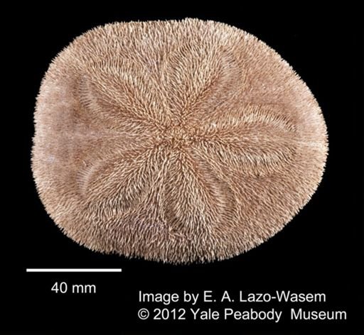 Clypeaster rosaceus