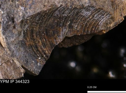 Limopsis striatopunctatus