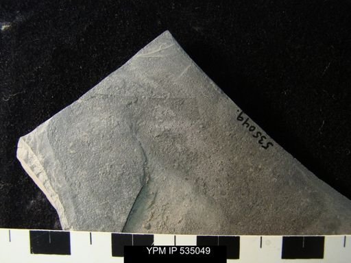 undet. Eurypterida