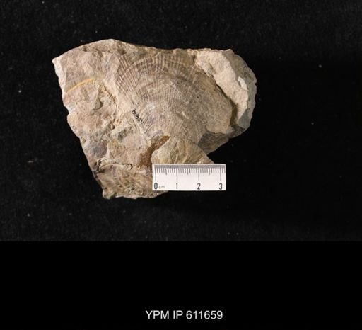 Aviculopecten sp.