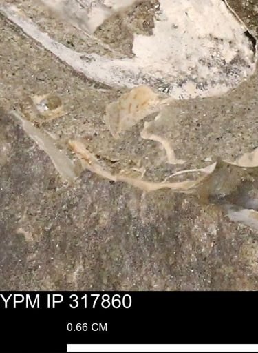 undet. Mollusca
