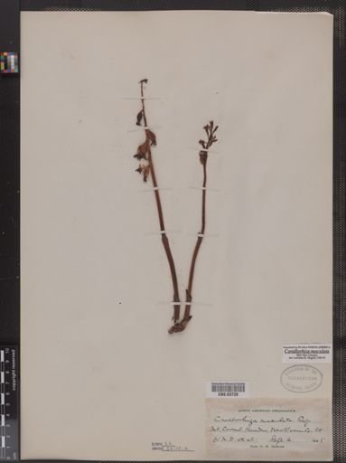 Corallorhiza maculata