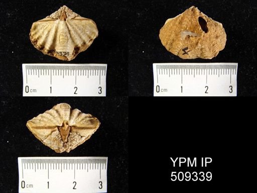 Megakozlowskiella perlamellosa