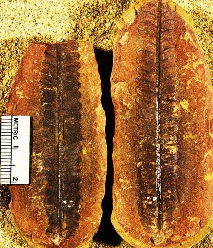 Pecopteris