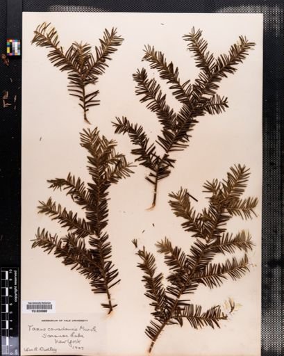 Taxus canadensis