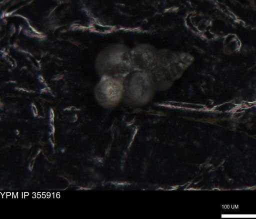 undet. Foraminiferida