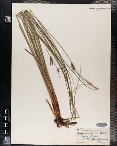 Carex lanuginosa