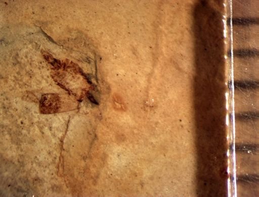 undet. Auchenorrhyncha