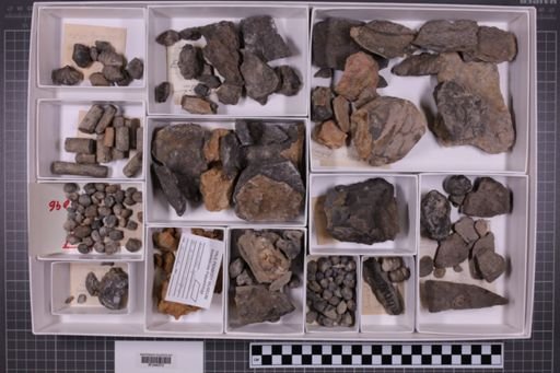 mixed taxa, stratigraphic collection