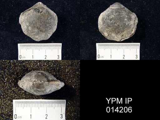 Atrypa dignata