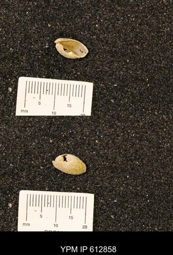 Ellipsoscapha occidentalis