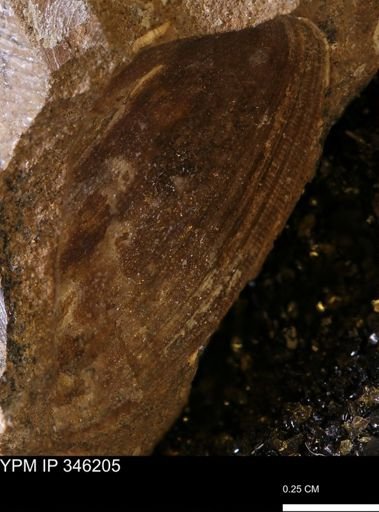 undet. Bivalvia