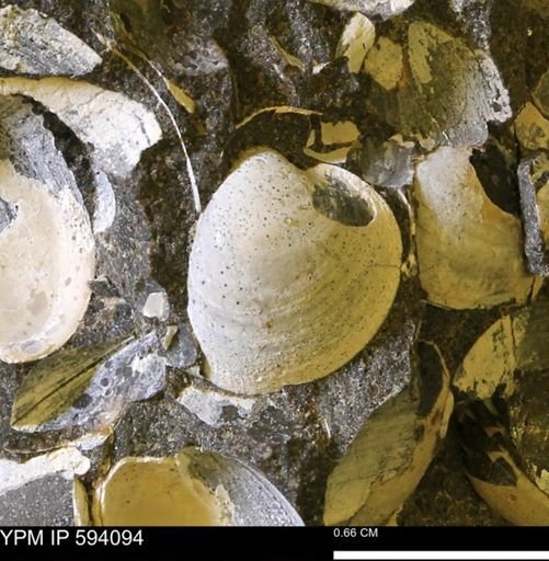 Limopsis? striatopunctatus