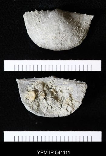 Strophochonetes?