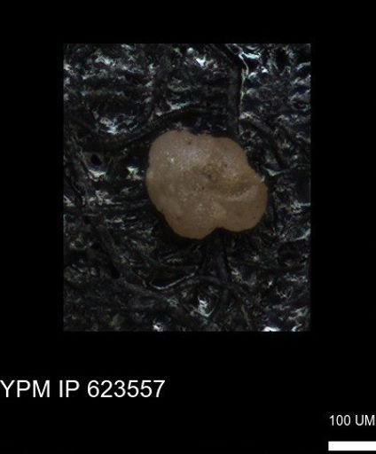 undet. Foraminiferida