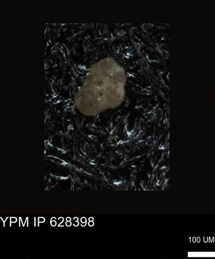 undet. Foraminiferida