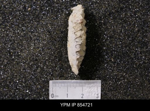 Alectryonia carinata