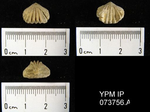 Camarotoechia perryvillensis