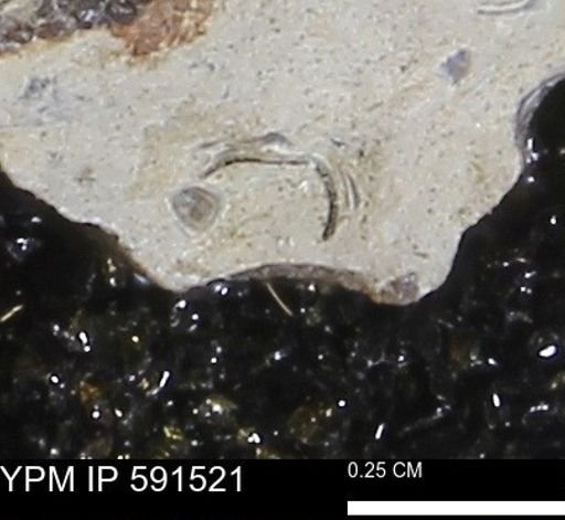 Serpulidae