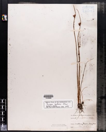 Scirpus hotarui