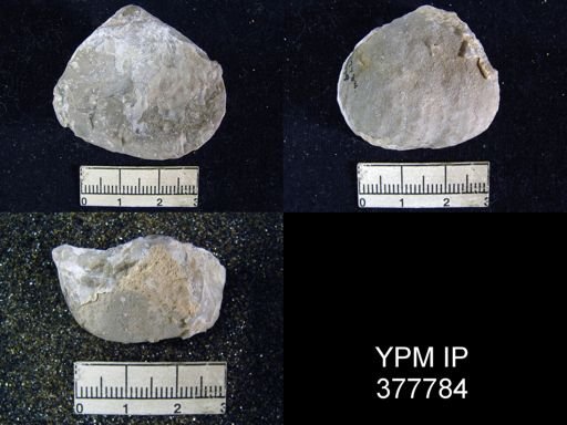Aulosteges wolfcampensis