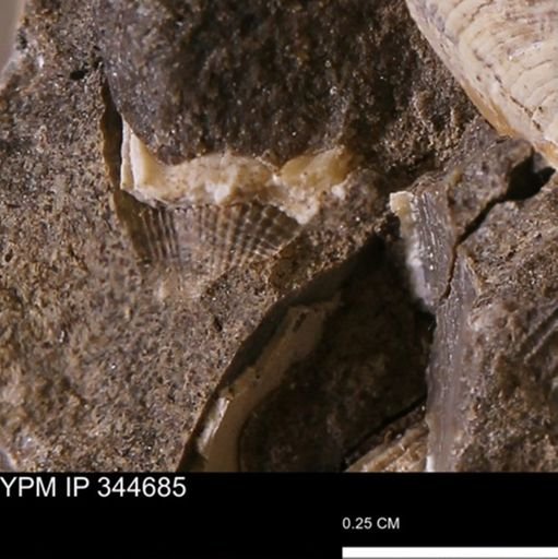 undet. Mollusca