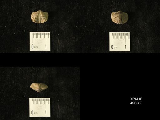 Platystrophia laticosta