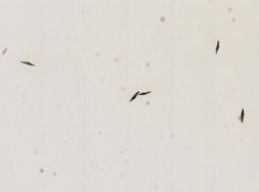 Paramecium
