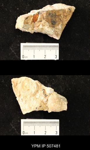 Eodevonaria sp.