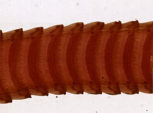 Thysanosoma actinoides