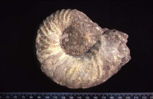 Bickmorites bickmoreanum