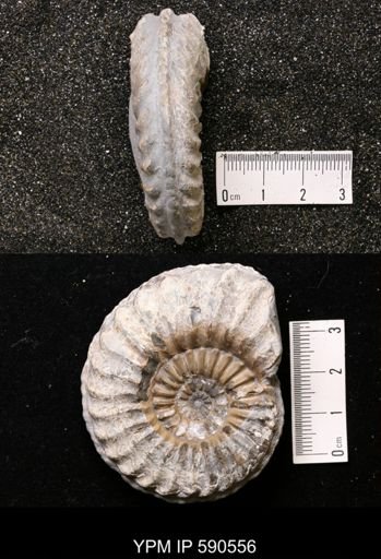 Xipheroceras rasinodum