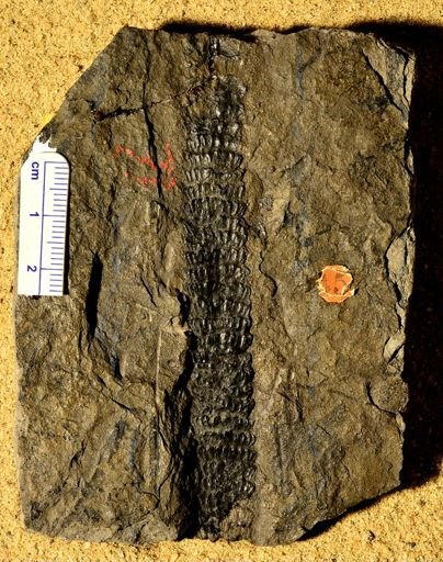 Sphenophyllum erosum