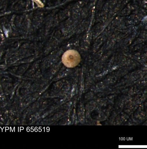 Clathrocyclas (Clathrocyclas) irrasa